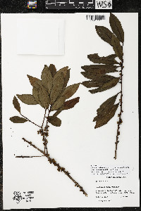 Myrsine coriacea subsp. nigrescens image