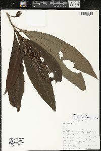 Parathesis donnell-smithii image