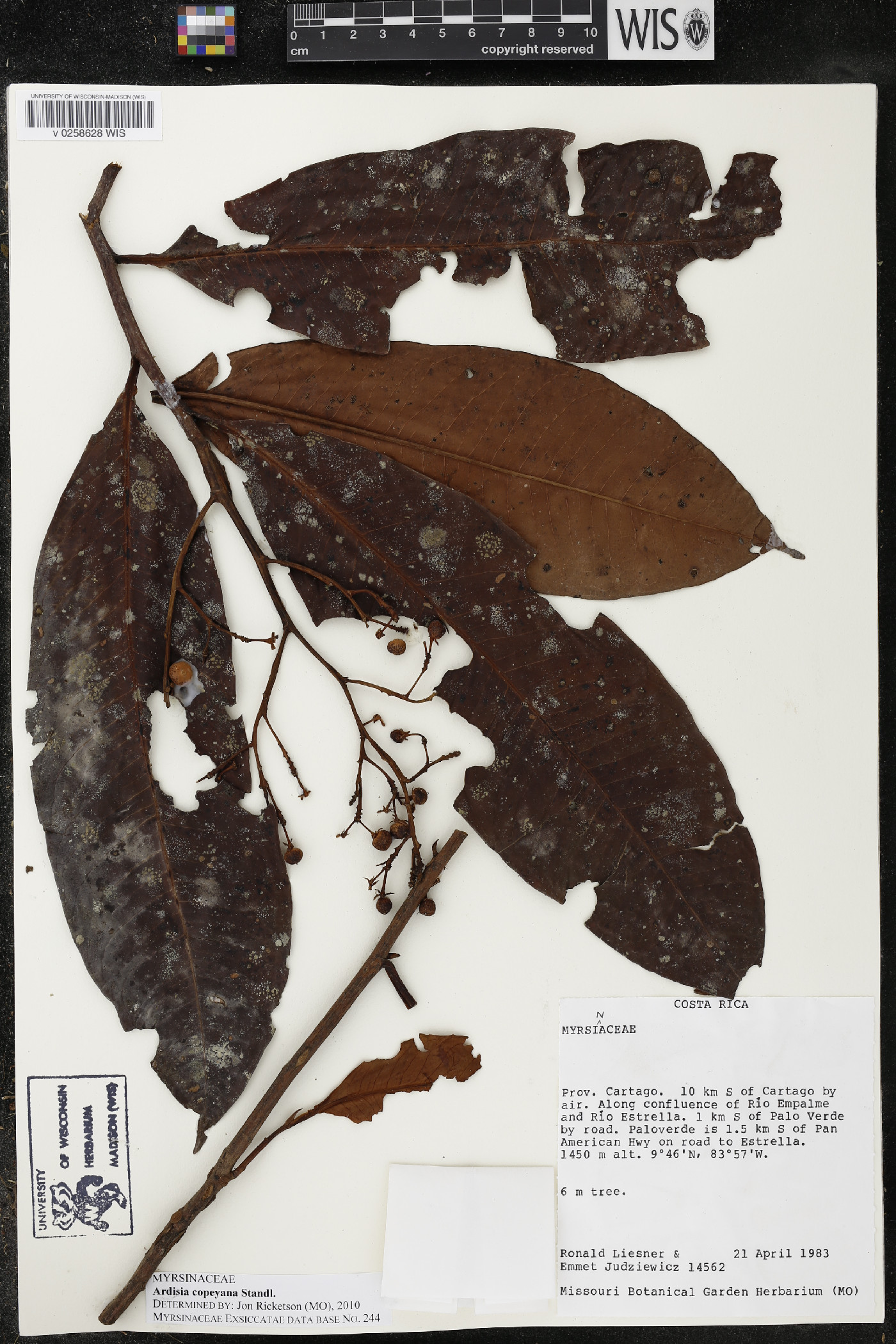 Ardisia copeyana image