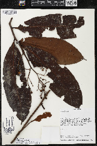 Ardisia copeyana image