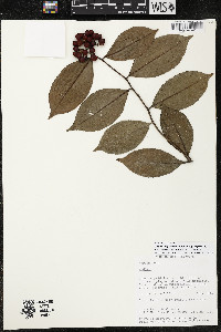 Ardisia nigrescens image