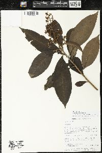 Parathesis donnell-smithii image
