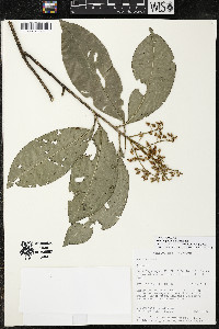Ardisia paschalis image