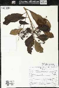 Parathesis melanosticta image