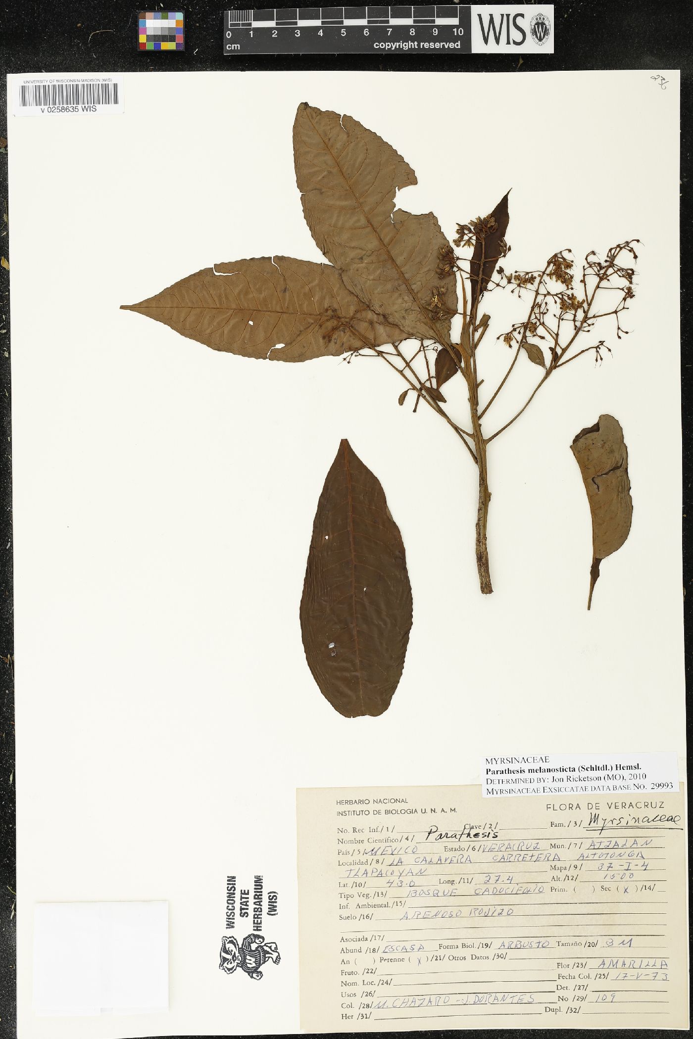 Parathesis melanosticta image