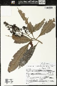 Parathesis donnell-smithii image