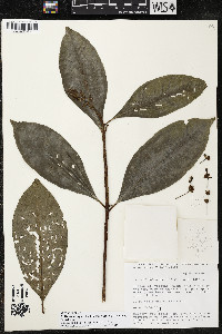 Ardisia opegrapha subsp. wagneri image