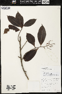 Ardisia compressa image