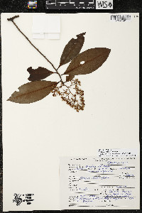 Ardisia compressa image