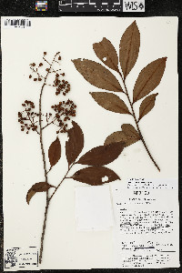 Ardisia compressa image