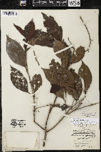 Ardisia tuerckheimii image