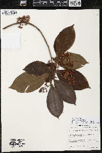 Ardisia compressa image