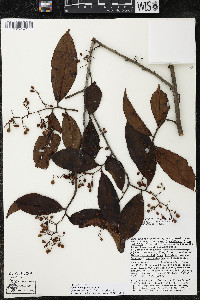 Ardisia compressa image