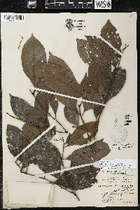 Ardisia tuerckheimii image