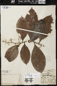 Ardisia hintonii image
