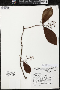Ardisia compressa image