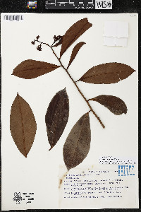 Ardisia compressa image