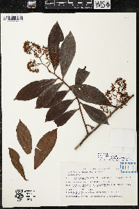 Ardisia compressa image