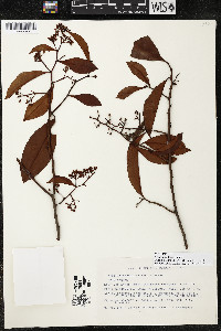 Ardisia hintonii image