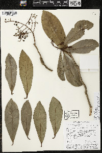 Ardisia revoluta image