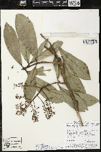 Ardisia revoluta image