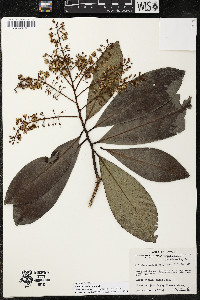 Ardisia revoluta image