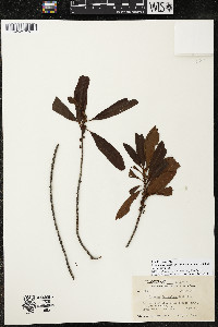 Myrsine coriacea subsp. coriacea image