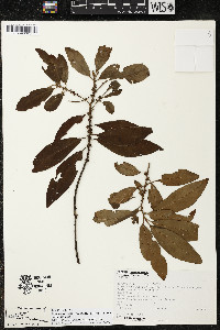 Myrsine coriacea subsp. coriacea image