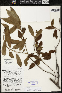 Myrsine coriacea subsp. coriacea image