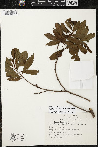 Myrsine coriacea subsp. coriacea image