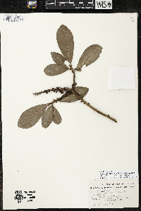 Myrsine juergensenii image