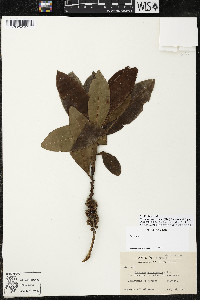 Myrsine juergensenii image