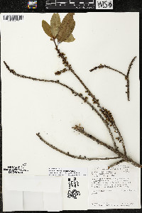 Myrsine pellucidopunctata image