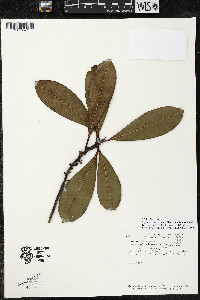 Myrsine juergensenii image