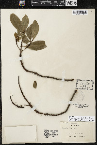 Myrsine juergensenii image
