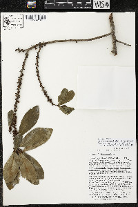 Myrsine juergensenii image