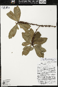 Myrsine juergensenii image