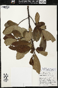 Myrsine juergensenii image