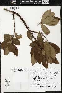 Myrsine juergensenii image