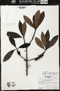 Myrsine juergensenii image
