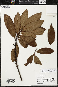 Myrsine juergensenii image
