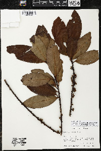 Myrsine juergensenii image