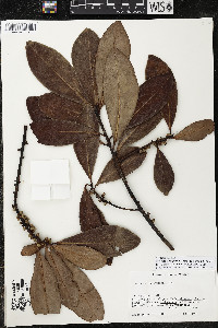 Myrsine juergensenii image