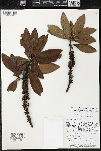 Myrsine juergensenii image