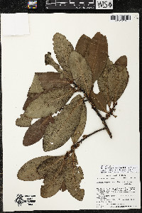 Myrsine juergensenii image