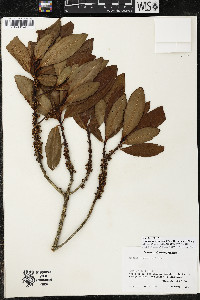 Myrsine juergensenii image