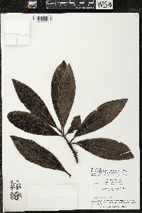 Myrsine juergensenii image
