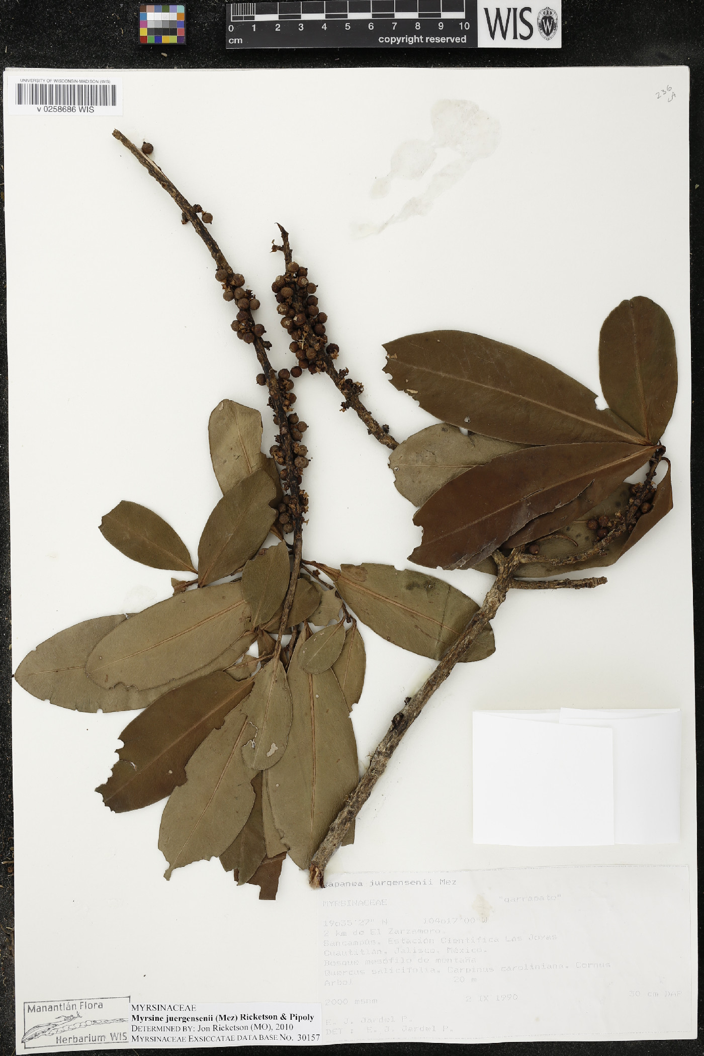 Myrsine juergensenii image
