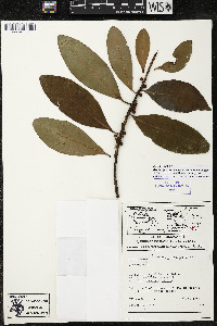 Myrsine juergensenii image