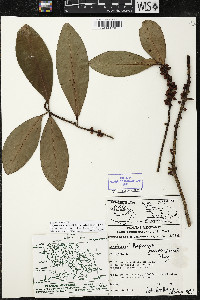 Myrsine juergensenii image
